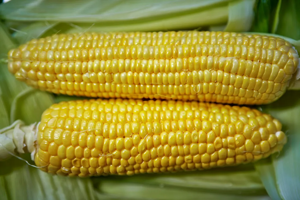 unsplash_m_w7O6Kj9Wo_Feed Corn Non GMO.jpg.webp