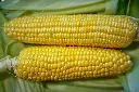 unsplash_m_w7O6Kj9Wo_Feed Corn Non GMO.jpg.webp