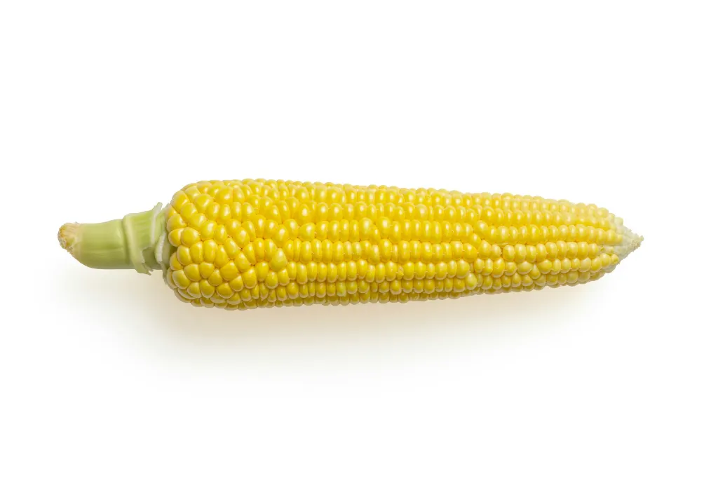 unsplash_cTEIGlRYpuU_Feed Corn Non GMO.webp