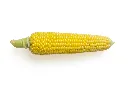 unsplash_cTEIGlRYpuU_Feed Corn Non GMO.webp