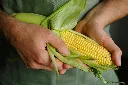 unsplash_TciZkKBPsQM_Feed Corn Non GMO.jpg.webp