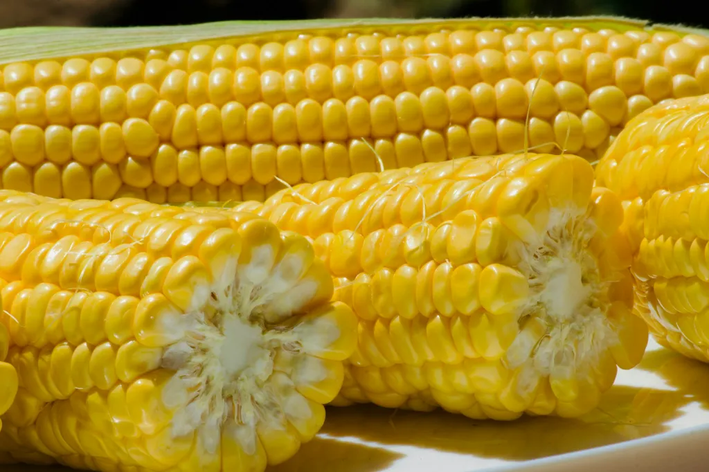 unsplash_tDKIYgJNRRk_Feed Corn Non GMO.webp