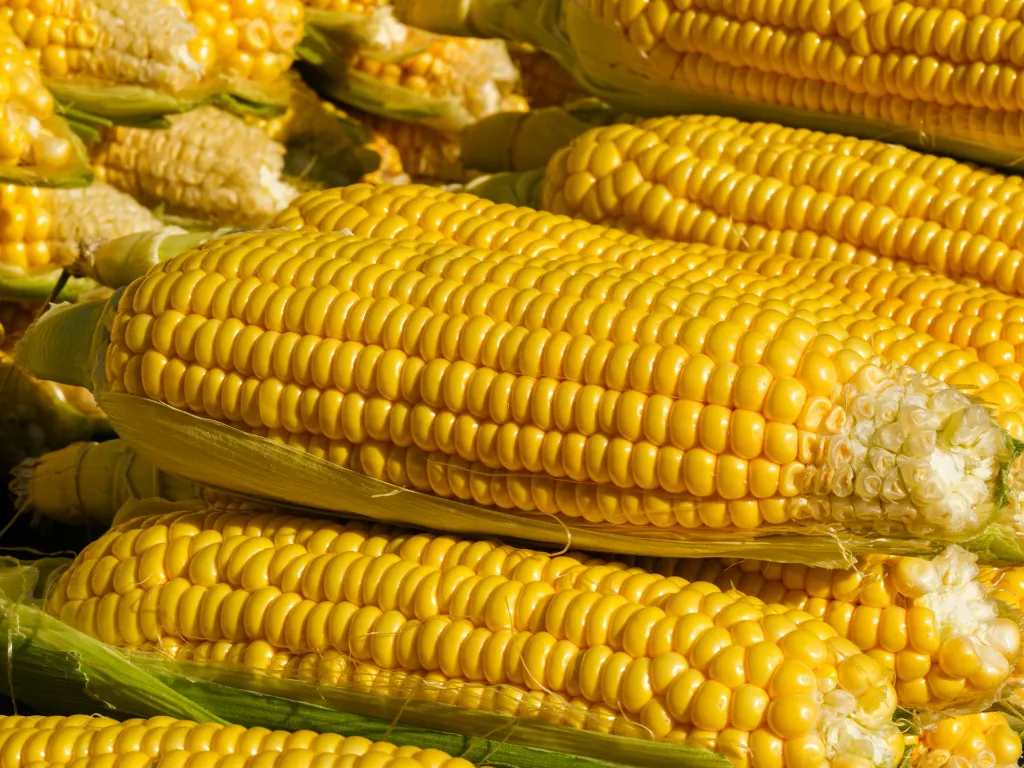 unsplash_IdG9SzNDVZw_Feed Corn Non-GMO 2000 lb.jpg.jpg.jpg.webp