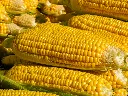 unsplash_IdG9SzNDVZw_Feed Corn Non-GMO 2000 lb.jpg.jpg.jpg.webp