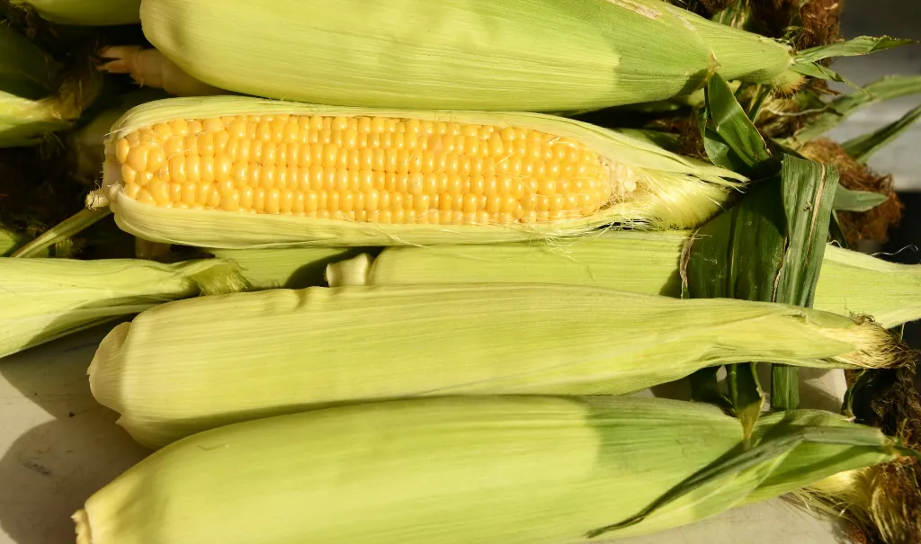 unsplash_EqC4LOgCdjE_Feed Corn Non-GMO 2000 lb.jpg.webp