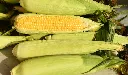 unsplash_EqC4LOgCdjE_Feed Corn Non-GMO 2000 lb.jpg.webp