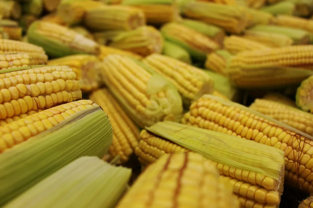 unsplash_wxl-rzPyLdI_Feed Corn Non-GMO 2000 lb.webp