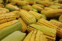 unsplash_wxl-rzPyLdI_Feed Corn Non-GMO 2000 lb.webp