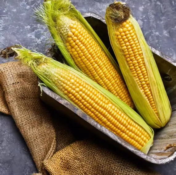 Feed Corn (Non-GMO) - 50 lb