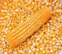 Feed Corn (Non-GMO) - 2000 lb