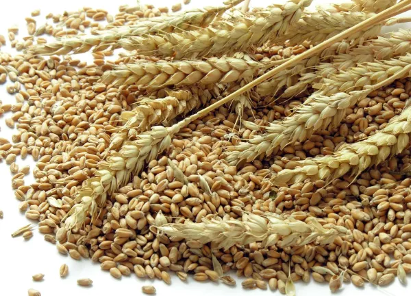 Wheat - 2000 lb