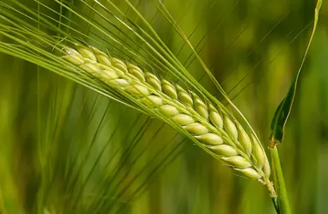 Barley - 2000 lb