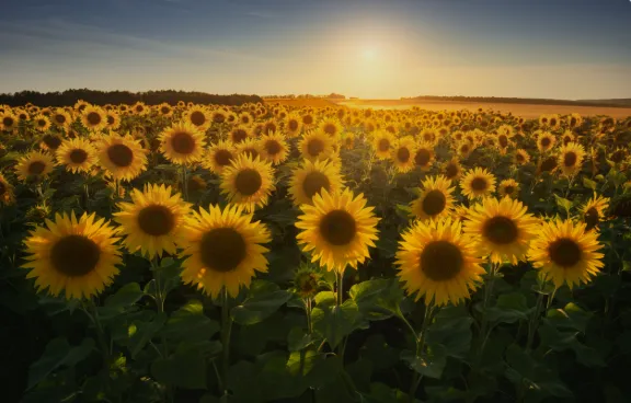 Sunflower - 50 lb